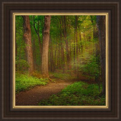 Sacred Grove (43x43 Framed Art)
